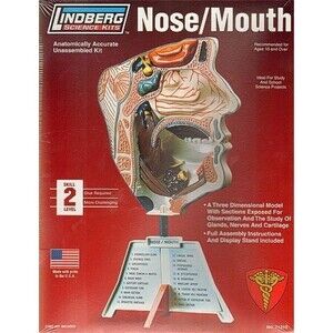 Nose Mouth Model Kit STEM Ages 10+ Lindberg Made in USA